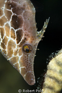 Slender filefish. Bonaire. D200 , 105mm by Robert Polo 